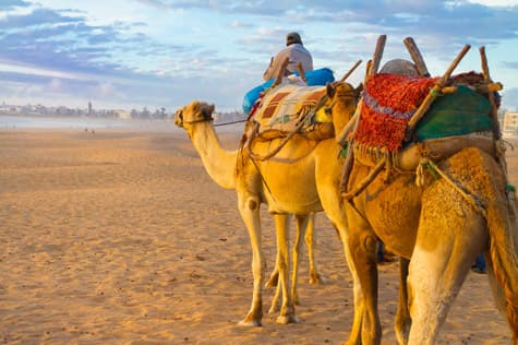 Hitch a Camel Ride