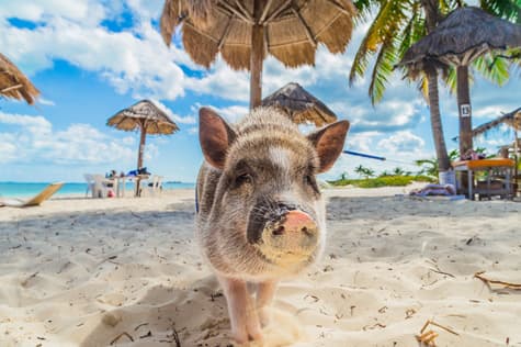 Visit Pig Beach!