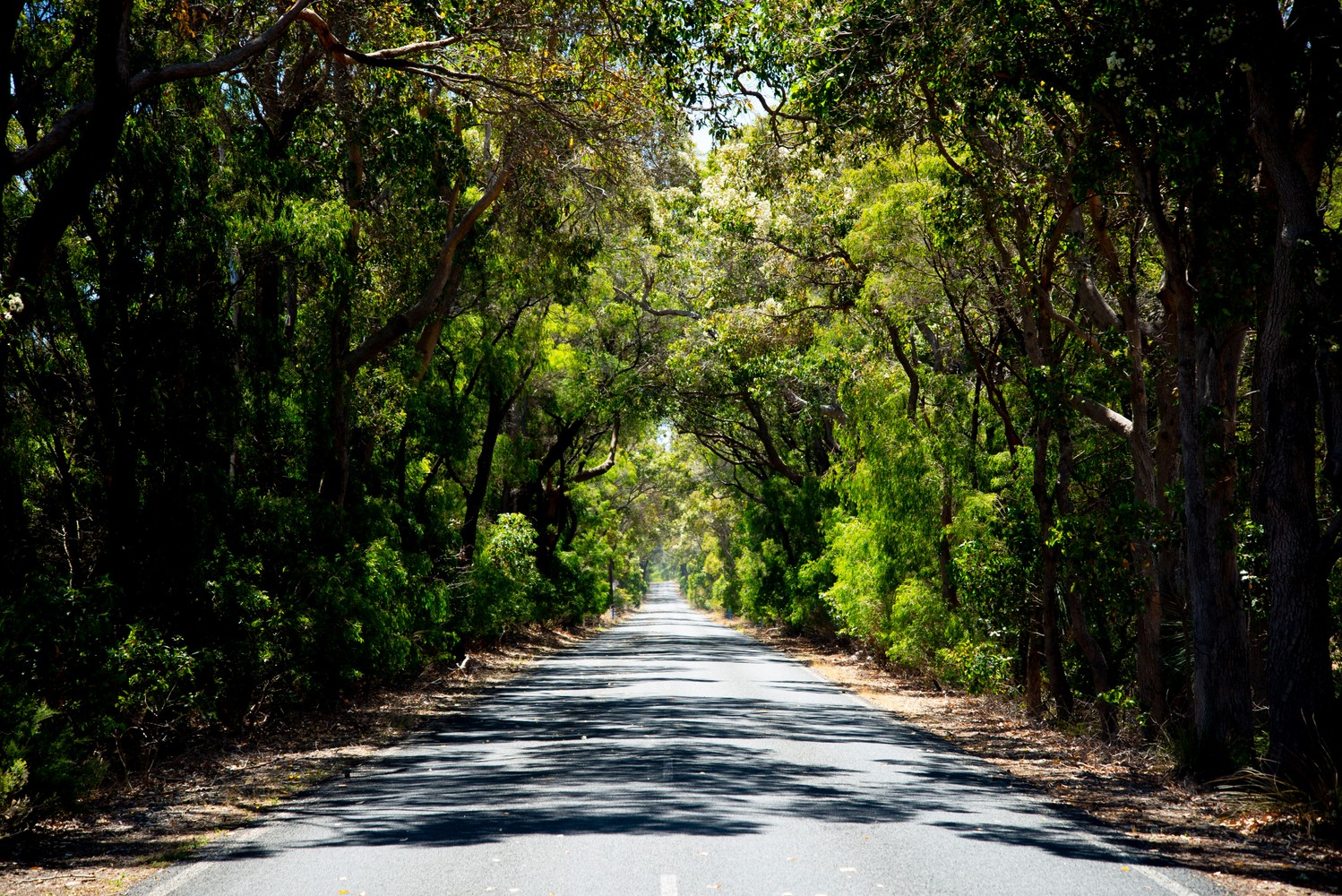 Haggle On Eucalyptus Road

