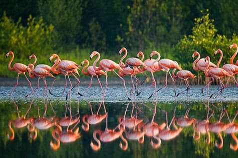 Spot Flamingos on the Lake