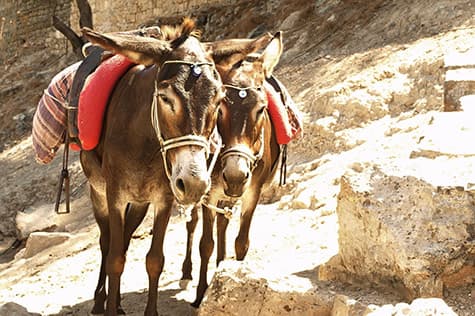 Ride a Donkey to the Acropolis


