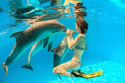 Make Friends with a Dolphin