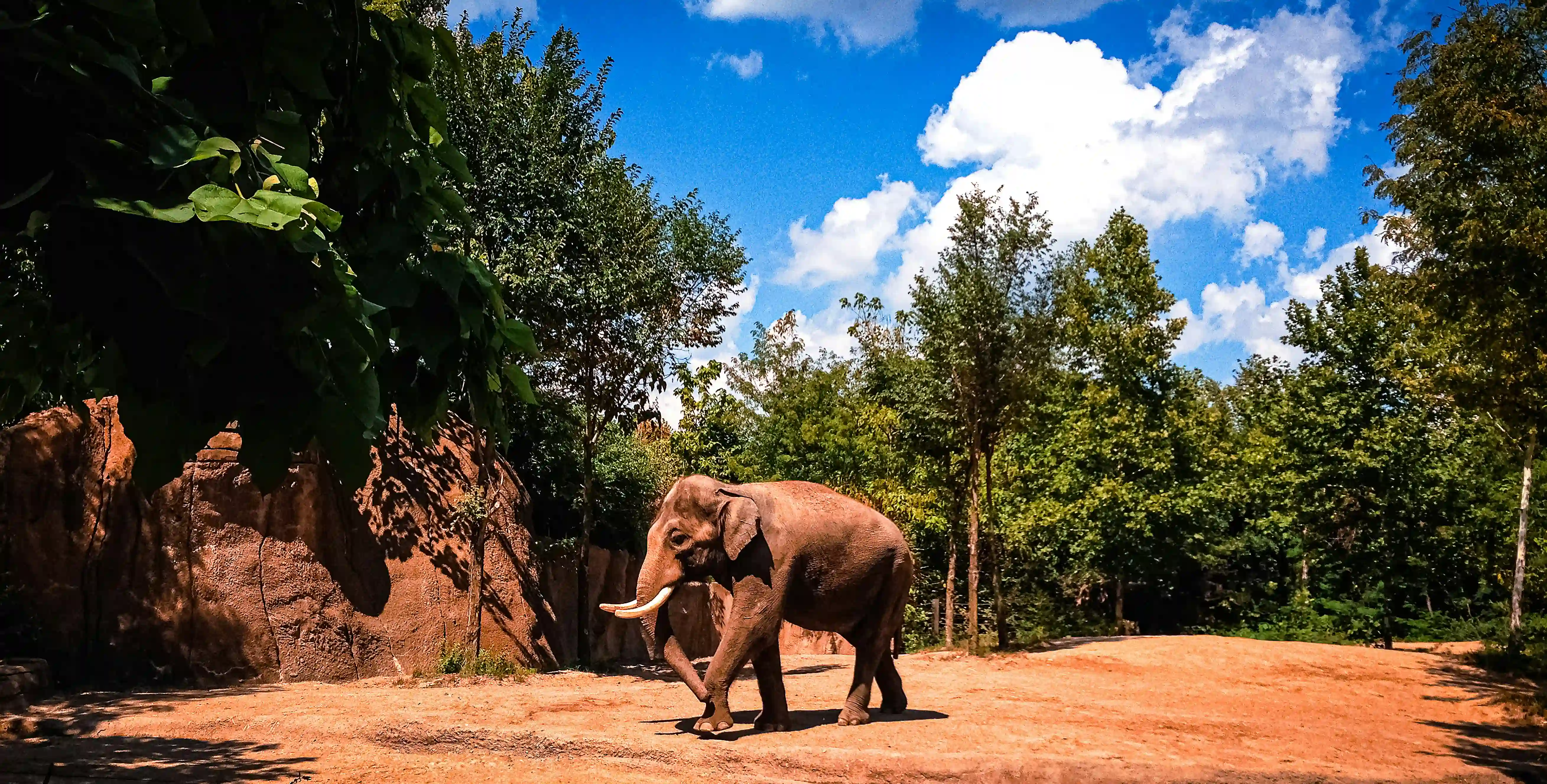 Top Ten Elephant Rides